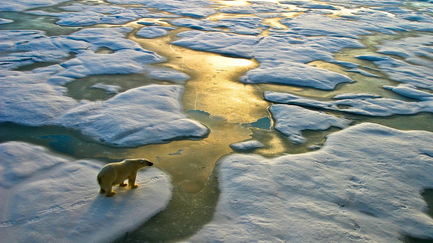 Ein Eisbär steht auf einer Eisscholle