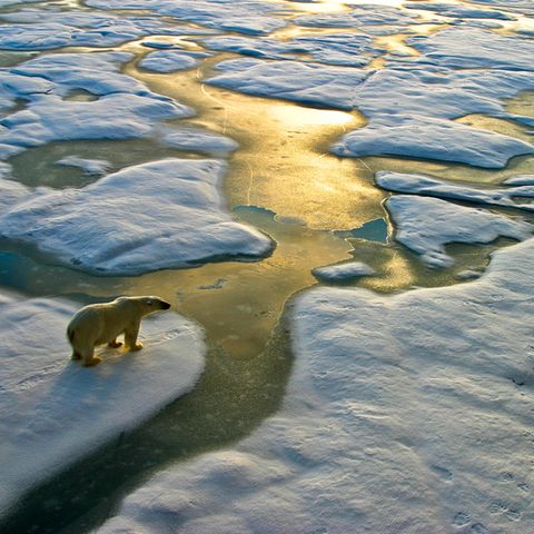 Ein Eisbär steht auf einer Eisscholle