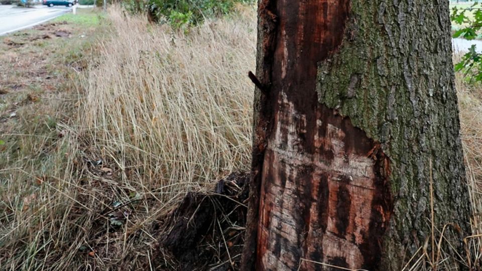 Gattin des Bundespräsidenten a.D.: An diesem Baum soll die 44-Jährige entlanggeschrammt sein, als sie von der Bahn abkam An diesem Baum soll die 44-Jährige entlanggeschrammt sein, als sie von der Bahn abkam