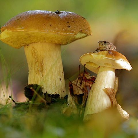 Steinpilz, Marone und Pfifferling: Die besten Tricks beim Pilzesammeln