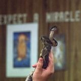 Die Schlangen werden in Käfigen im Haus des Pastors gehalten.