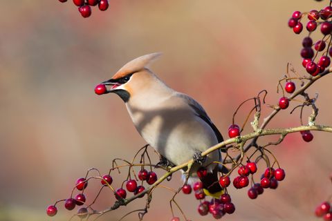 Ein Vogel sitzt im Baum und isst eine rote Beere