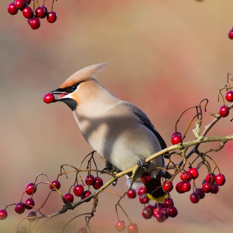 Ein Vogel sitzt im Baum und isst eine rote Beere