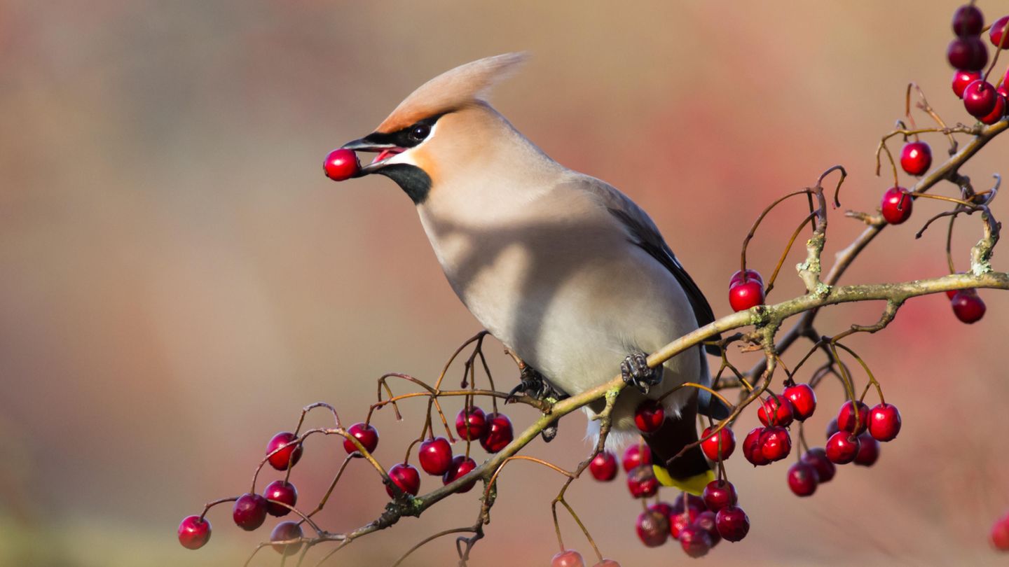 Ein Vogel sitzt im Baum und isst eine rote Beere