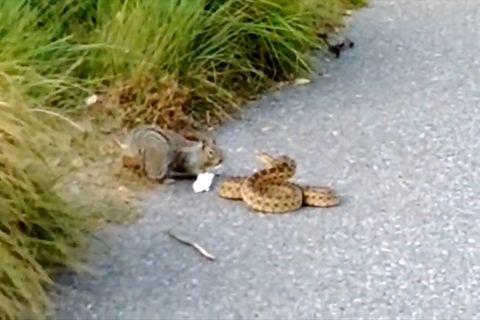 Eichhörnchen legt sich mit einer Schlange an