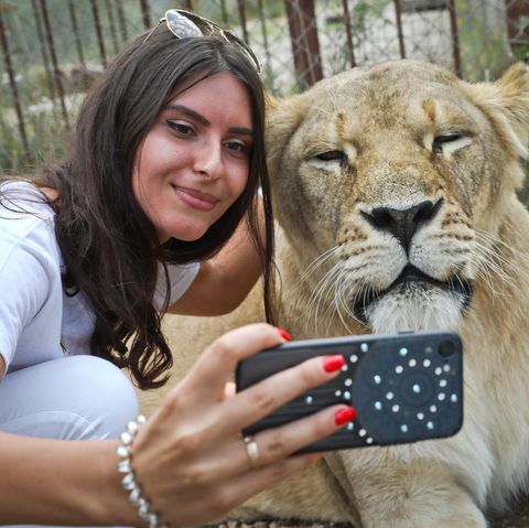 Selfie mit Löwin
