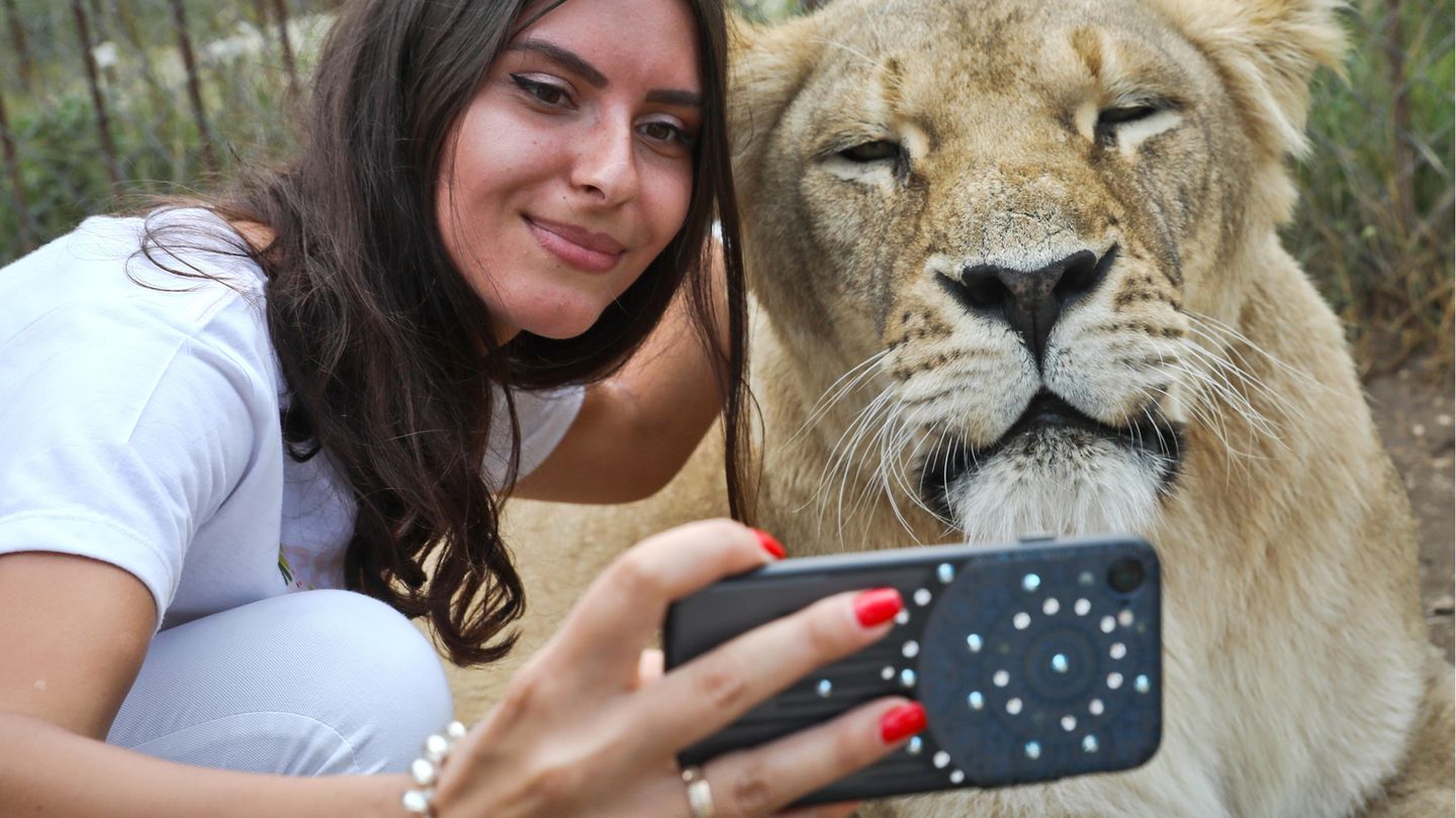 Selfie mit Löwin
