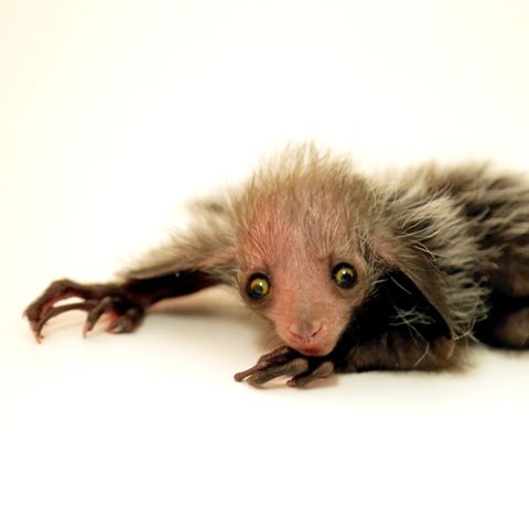 Eines der seltensten Tiere wird im Zoo von Denver geboren: Ein Fingertier
