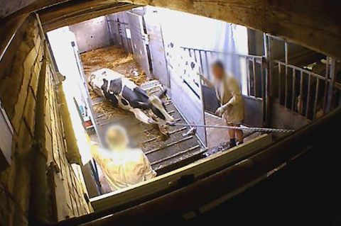 An den Beinen aus dem Transporter geschleift: Diese Kuh ist eindeutig zu schwach und dürfte laut Gesetz nicht mehr geschlachtet werden.