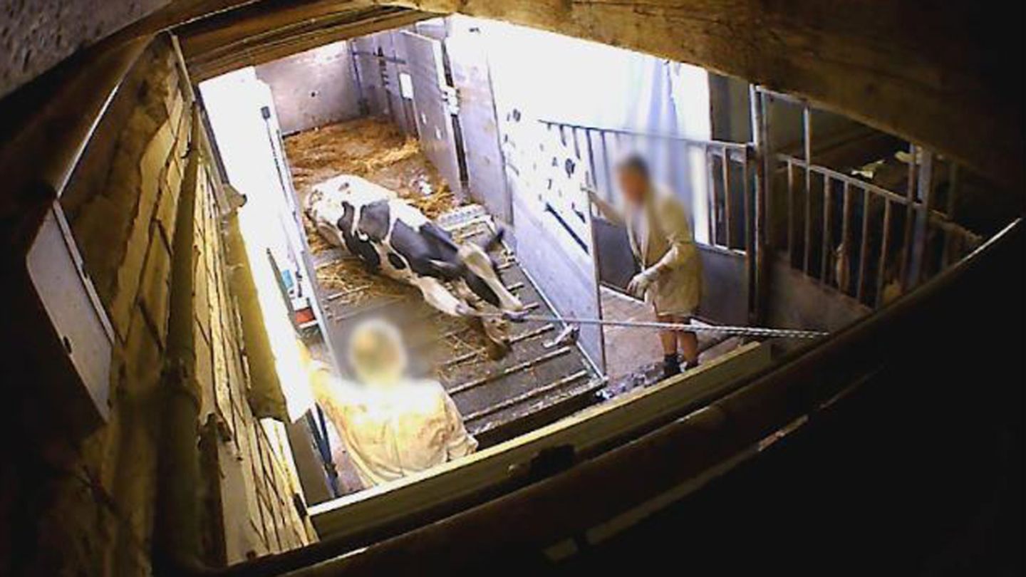 An den Beinen aus dem Transporter geschleift: Diese Kuh ist eindeutig zu schwach und dürfte laut Gesetz nicht mehr geschlachtet werden.