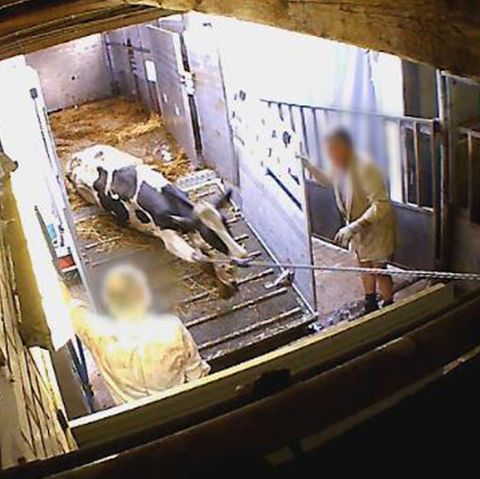 An den Beinen aus dem Transporter geschleift: Diese Kuh ist eindeutig zu schwach und dürfte laut Gesetz nicht mehr geschlachtet werden.