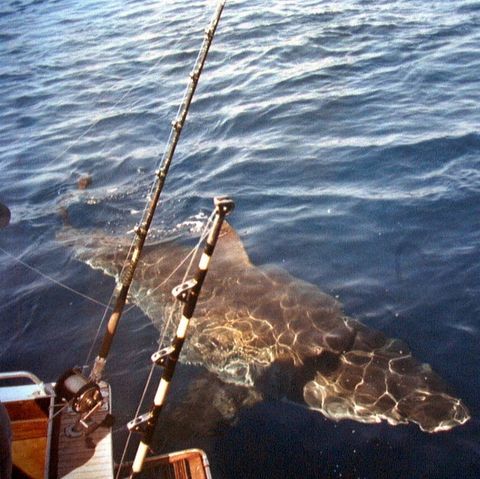 Great Barrier Reef: Hai vor Fischerboot (Symbolbild)