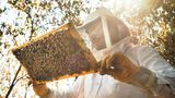 Fabian hingegen ist begeistert von dem Getier: Er sagt Sätze wie "Guck mal, guck mal, die machen crazy Zeugs!" oder "Ich finde Bienen so spannend!", während er sie beobachtet. 