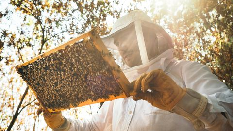Fabian hingegen ist begeistert von dem Getier: Er sagt Sätze wie "Guck mal, guck mal, die machen crazy Zeugs!" oder "Ich finde Bienen so spannend!", während er sie beobachtet. 