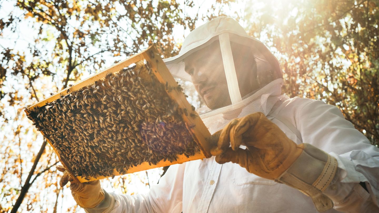 Fabian hingegen ist begeistert von dem Getier: Er sagt Sätze wie "Guck mal, guck mal, die machen crazy Zeugs!" oder "Ich finde Bienen so spannend!", während er sie beobachtet. 