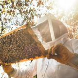 Fabian hingegen ist begeistert von dem Getier: Er sagt Sätze wie "Guck mal, guck mal, die machen crazy Zeugs!" oder "Ich finde Bienen so spannend!", während er sie beobachtet. 
