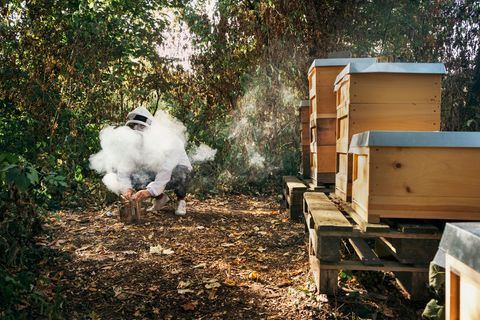 Sobald die Bienen Rauch riechen, denken sie, dass der Wald brennt. Dann saugen sie sich mit Honig voll und sind weniger stichfreudig. Ha, reingelegt!