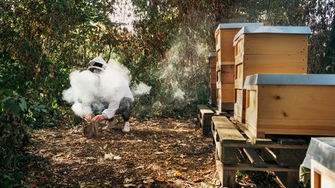 Sobald die Bienen Rauch riechen, denken sie, dass der Wald brennt. Dann saugen sie sich mit Honig voll und sind weniger stichfreudig. Ha, reingelegt!