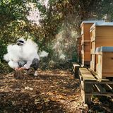 Sobald die Bienen Rauch riechen, denken sie, dass der Wald brennt. Dann saugen sie sich mit Honig voll und sind weniger stichfreudig. Ha, reingelegt!