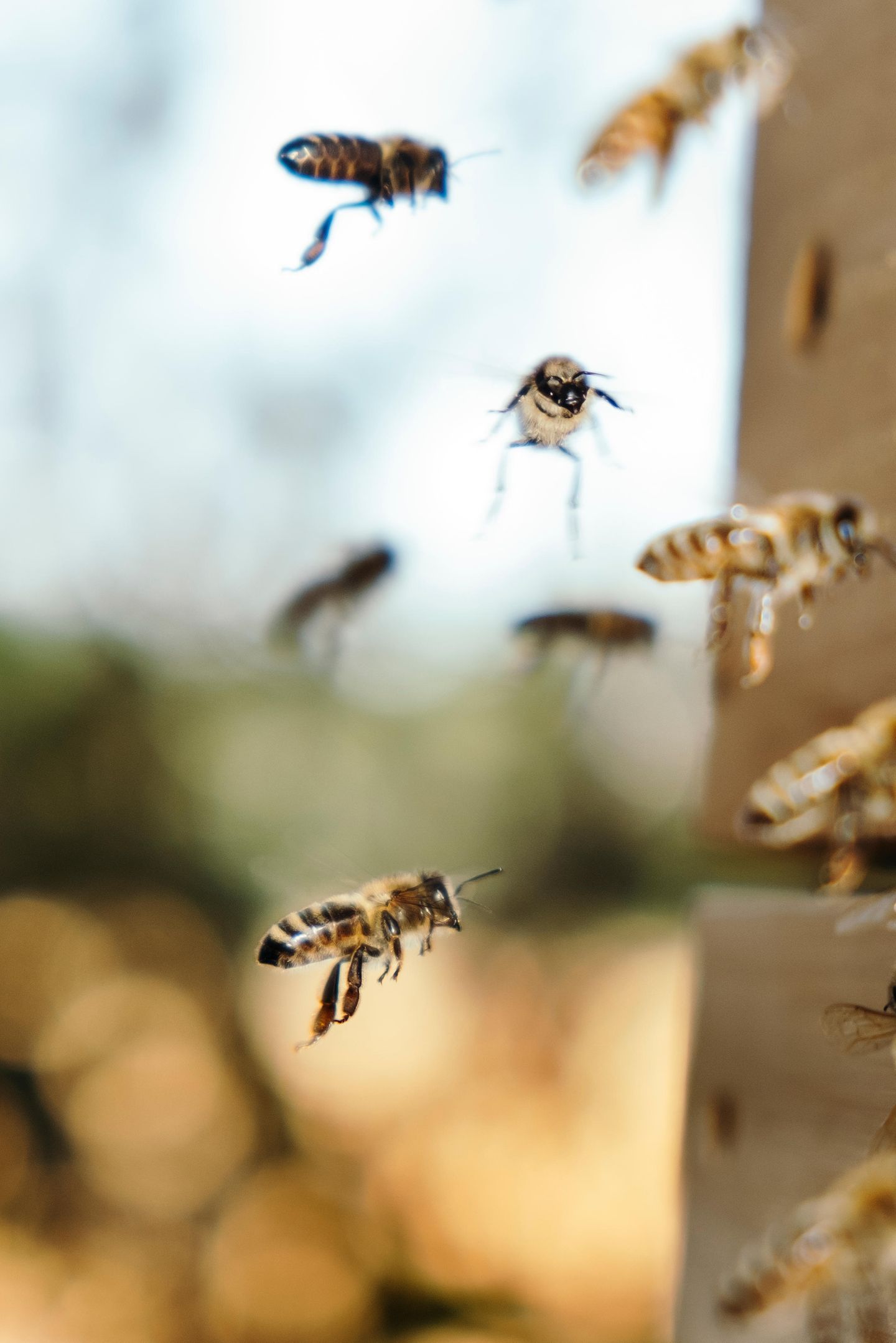 Unser Fotograf Jann riskierte für dieses Bild einen Bienenstich. Doch Maja und ihre Freundinnen blieben zahm und modelten fleißig vor der Linse – ohne zu murren und nur unter moderatem Brummen. Zum Dank klauten wir ihnen später Honig.