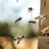 Unser Fotograf Jann riskierte für dieses Bild einen Bienenstich. Doch Maja und ihre Freundinnen blieben zahm und modelten fleißig vor der Linse – ohne zu murren und nur unter moderatem Brummen. Zum Dank klauten wir ihnen später Honig.
