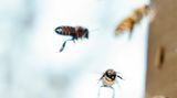 Unser Fotograf Jann riskierte für dieses Bild einen Bienenstich. Doch Maja und ihre Freundinnen blieben zahm und modelten fleißig vor der Linse – ohne zu murren und nur unter moderatem Brummen. Zum Dank klauten wir ihnen später Honig.