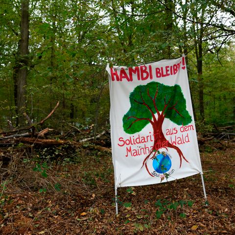Plakat im Hambacher Forst - Hambi bleibt