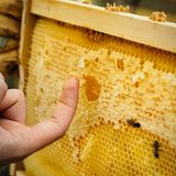 Aus der Reihe "Die Sendung mit der Biene – Honigmachen leicht erklärt": Nach der Verkostung am Bienenstand folgt ...