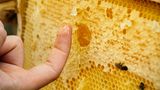 Aus der Reihe "Die Sendung mit der Biene – Honigmachen leicht erklärt": Nach der Verkostung am Bienenstand folgt ...