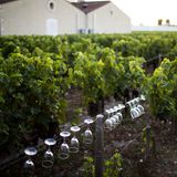 Wo? In Pauillac, nördlich von Bordeaux.