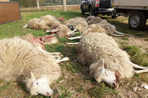 Tote Schafe der Herde der Naturschutzstation "Östliche Oberlausitz" liegen nach einem tödlichen Wolfsangriff auf einer Wiese