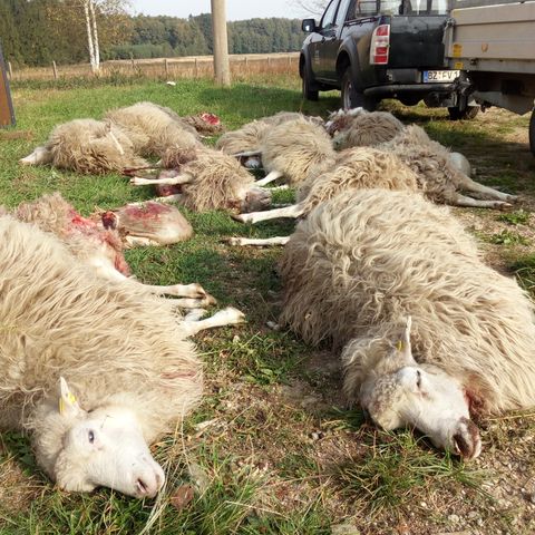 Tote Schafe der Herde der Naturschutzstation "Östliche Oberlausitz" liegen nach einem tödlichen Wolfsangriff auf einer Wiese