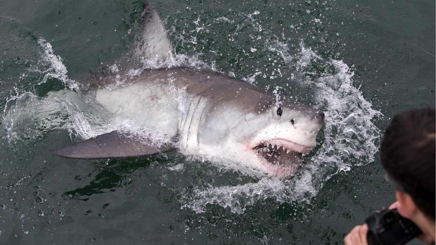 Das südafrikanische Nonplusultra für jeden Adrenalinfan ist das Käfigtauchen mit großen Haien. Die Touritsen steigen in Käfige am Boot und werden dann kurz ins Wasser gelassen. Mit ein bisschen Glück tauchen die neugierigen Haie dann um den Käfig.  Die Touren sind zwar umstritten, weil die Haie unnötig angelockt und agressiv gemacht würden. Es gibt in Südafrika allerdings strenge Richtlinie, wie mit den Tieren auf solchen Touren umgegangen werden muss. Seriöse Veranstalter halten sich an diese.  Und wer kann schon von sich behaupten so nah an einem weißen Hai gewesen zu sein? Viele Veranstalter bieten Cage Diving Touren an. Viele führen zur Mosselbay Bucht in der Nähe von Kapstadt. Hier gibt es besonders viele weiße Haie.
