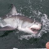 Das südafrikanische Nonplusultra für jeden Adrenalinfan ist das Käfigtauchen mit großen Haien. Die Touritsen steigen in Käfige am Boot und werden dann kurz ins Wasser gelassen. Mit ein bisschen Glück tauchen die neugierigen Haie dann um den Käfig.  Die Touren sind zwar umstritten, weil die Haie unnötig angelockt und agressiv gemacht würden. Es gibt in Südafrika allerdings strenge Richtlinie, wie mit den Tieren auf solchen Touren umgegangen werden muss. Seriöse Veranstalter halten sich an diese.  Und wer kann schon von sich behaupten so nah an einem weißen Hai gewesen zu sein? Viele Veranstalter bieten Cage Diving Touren an. Viele führen zur Mosselbay Bucht in der Nähe von Kapstadt. Hier gibt es besonders viele weiße Haie.