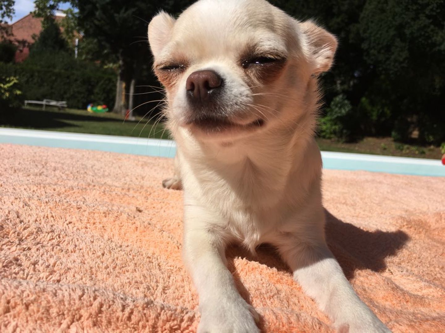Chihuahua Ruby