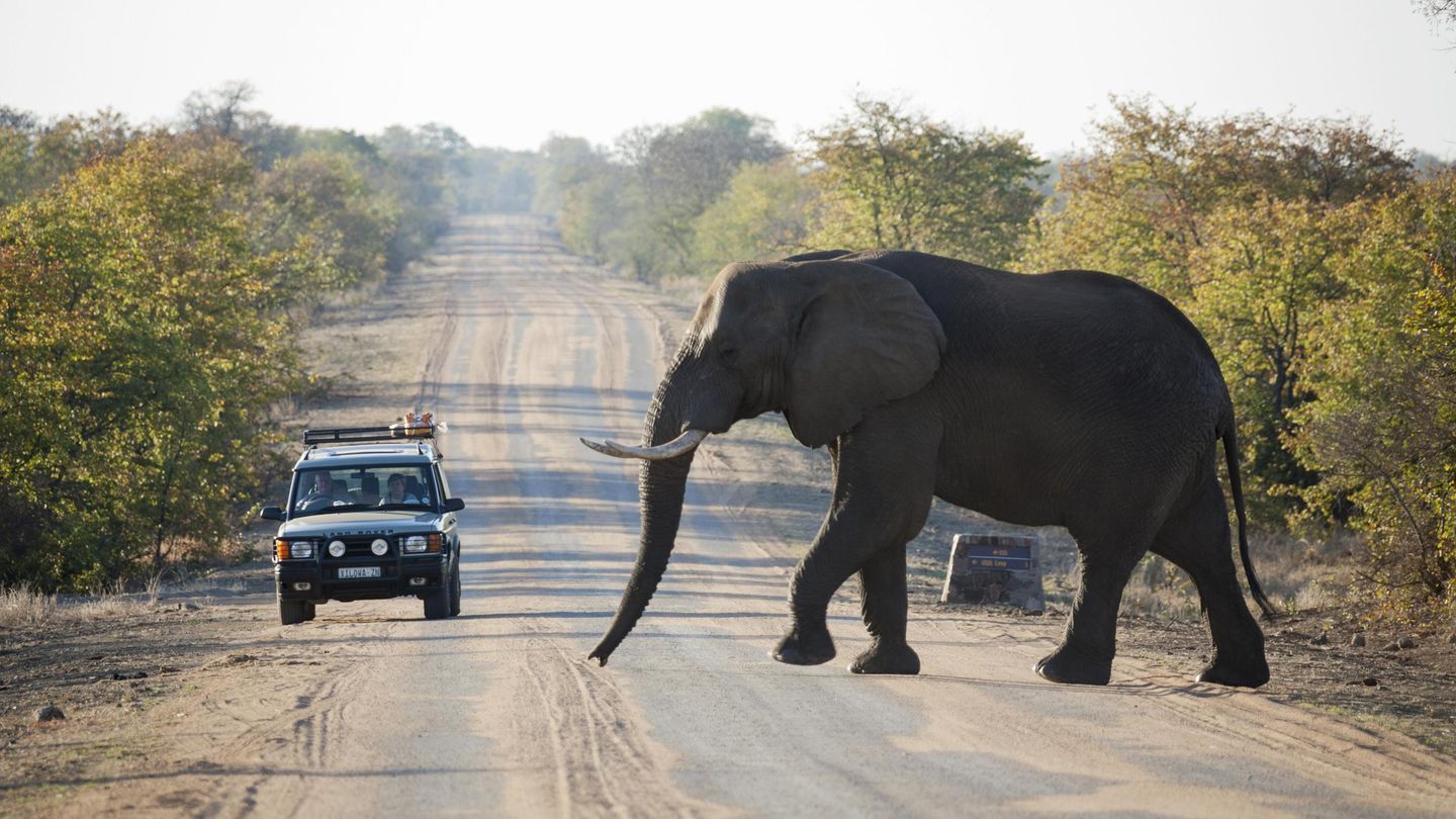 Kruger Nationalpark  Der Kruger Nationalpark ist das Aushängeschild Südafrikas. Er liegt im Nordosten des Landes und erstreckt sich über eine Fläche von fast 20.000 Quadratkilometern - das ist etwas mehr als das Bundesland Sachsen. Im Kruger Park kann man mit etwas Glück alle Big Five treffen, also Löwen, Elefanten, Nashörner, Büffel und Leoparden. Zudem leben dort mehr als 150 Säugetier- und 500 Vogelarten, darunter auch die bedrohten Wildhunde und Geparden. Tipp: Besonders eindrucksvolle Momente erlebt man während einer Nachtpirschfahrt.