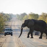 Kruger Nationalpark  Der Kruger Nationalpark ist das Aushängeschild Südafrikas. Er liegt im Nordosten des Landes und erstreckt sich über eine Fläche von fast 20.000 Quadratkilometern - das ist etwas mehr als das Bundesland Sachsen. Im Kruger Park kann man mit etwas Glück alle Big Five treffen, also Löwen, Elefanten, Nashörner, Büffel und Leoparden. Zudem leben dort mehr als 150 Säugetier- und 500 Vogelarten, darunter auch die bedrohten Wildhunde und Geparden. Tipp: Besonders eindrucksvolle Momente erlebt man während einer Nachtpirschfahrt.