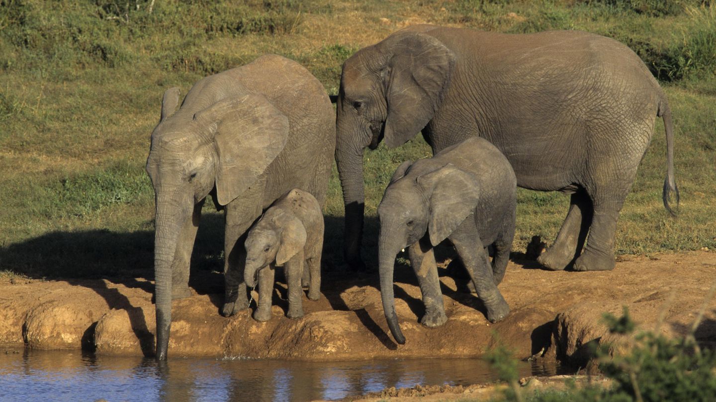 Addo Elephant National Park Addo Elephant National Park