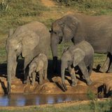 Addo Elephant National Park