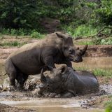 Hluhluwe-Imfolozi National Park