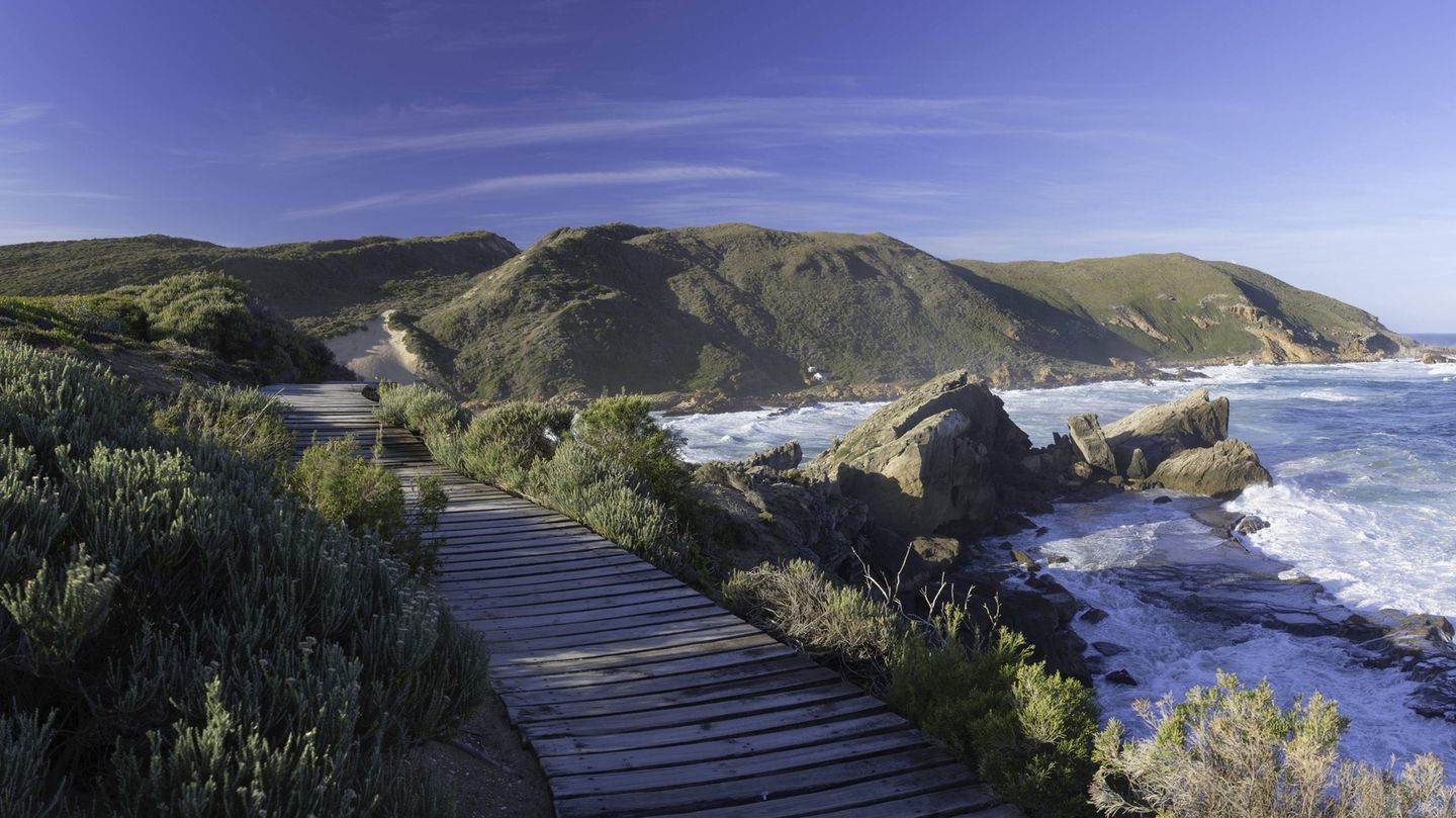 Tiere, Wandern, Bergsteigen: Robberg Nature Reserve Acht Kilometer südlich von Plettenberg Bay liegt die Halbinsel Robberg mit dem gleichnamigen Naturschutzgebiet. Es ist eine der schönsten Wanderrouten Südafrikas, auf fast jedem Meter wird man mit spektakulären Ausblicken auf langgezogene Strände, tiefblaues Meer und schroffe Felswände belohnt. Der einfachste und kürzeste Rundwanderweg ist zwei Kilometer lang und dauert etwa 45 Minuten. Auf der mittleren Witsand-Tour (5,5 Kilometer) ist man etwa zwei Stunden unterwegs. Knapp vier Stunden sollte man für die 9,5 Kilometer lange "The Point"-Tour einplanen, die einmal um die Halbinsel führt. Hier sollte man körperlich sehr fit sein. Da alle drei Wanderwege miteinander verbunden sind, kann man die Route aber an die eigenen Bedürfnisse anpassen. Robberg Nature Reserve Acht Kilometer südlich von Plettenberg Bay liegt die Halbinsel Robberg mit dem gleichnamigen Naturschutzgebiet. Es ist eine der schönsten Wanderrouten Südafrikas, auf fast jedem Meter wird man mit spektakulären Ausblicken auf langgezogene Strände, tiefblaues Meer und schroffe Felswände belohnt. Der einfachste und kürzeste Rundwanderweg ist zwei Kilometer lang und dauert etwa 45 Minuten. Auf der mittleren Witsand-Tour (5,5 Kilometer) ist man etwa zwei Stunden unterwegs. Knapp vier Stunden sollte man für die 9,5 Kilometer lange "The Point"-Tour einplanen, die einmal um die Halbinsel führt. Hier sollte man körperlich sehr fit sein. Da alle drei Wanderwege miteinander verbunden sind, kann man die Route aber an die eigenen Bedürfnisse anpassen.