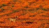 Namaqua National Park  Einer der unbekannteren Nationalparks Südafrikas. In den meisten Monaten bekommt man hier auch nicht allzu viel zu sehen. Im afrikanischen Frühling - also im August und September - verwandelt sich der Park jedoch in ein leuchtend-buntes Blütenmeer. Viele Pflanzen wachsen nur in dieser Region.