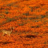 Namaqua National Park  Einer der unbekannteren Nationalparks Südafrikas. In den meisten Monaten bekommt man hier auch nicht allzu viel zu sehen. Im afrikanischen Frühling - also im August und September - verwandelt sich der Park jedoch in ein leuchtend-buntes Blütenmeer. Viele Pflanzen wachsen nur in dieser Region.