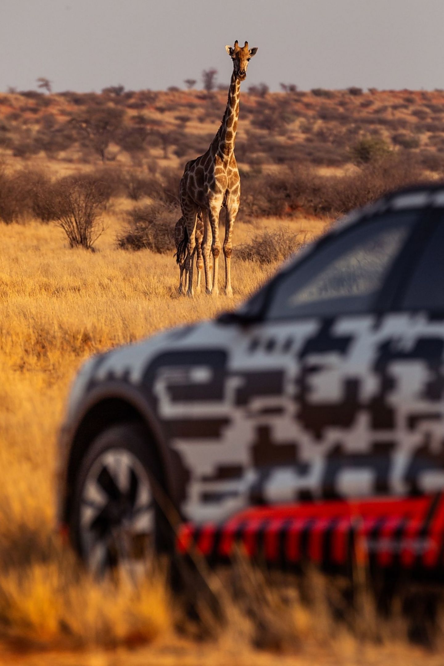 Der Audi e-tron sorgt auch in Afrika für Aufsehen