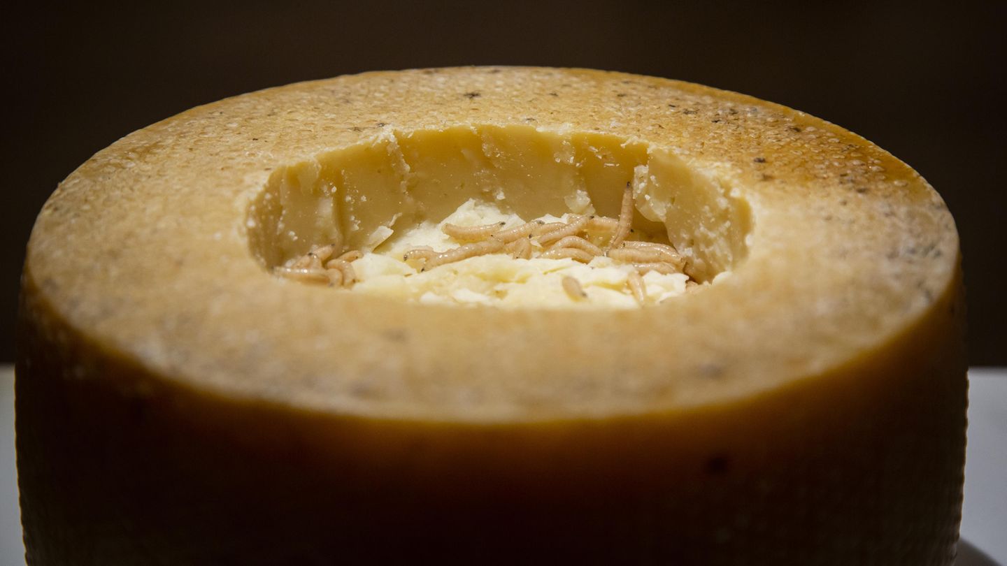 "The Disgusting Food Museum": Casu Marzu