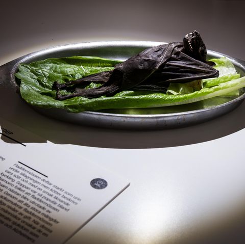 "The Disgusting Food Museum": Fledermaus