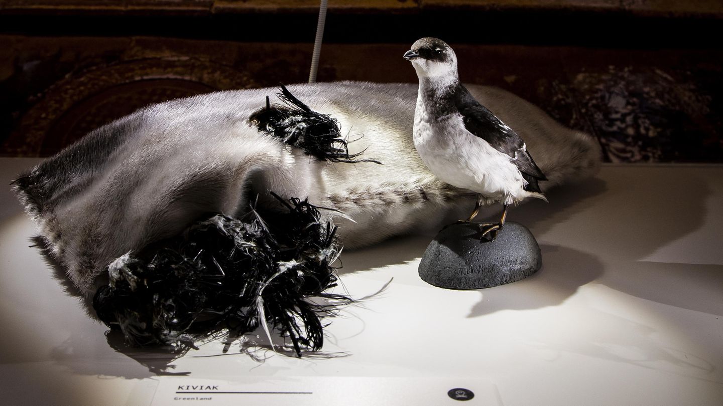 "The Disgusting Food Museum": Kiviak "The Disgusting Food Museum": Kiviak