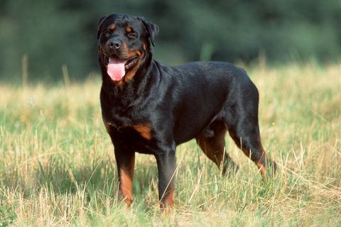 Ein Rottweiler. Ein Hund dieser Rasse hat ein Kind in Wien totgebissen. Jetzt soll eine Promillegrenze für Hundehalter kommen