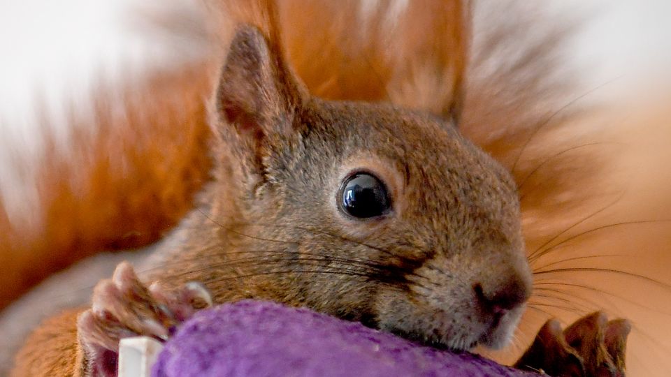 Als "Therapie-Begleittiere" kommen normalerweise Hunde oder Katzen in Frage - nicht aber Eichhörchen