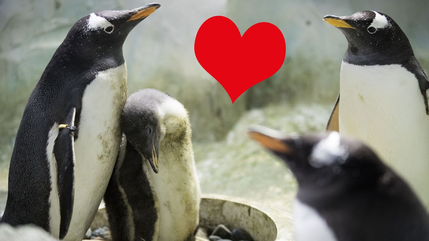 Eselspinguine